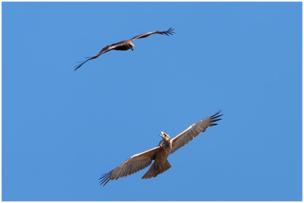 Territorial arguments